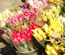 Schnittblumen und Pflanzen vom Blumenhaus Breckwoldt